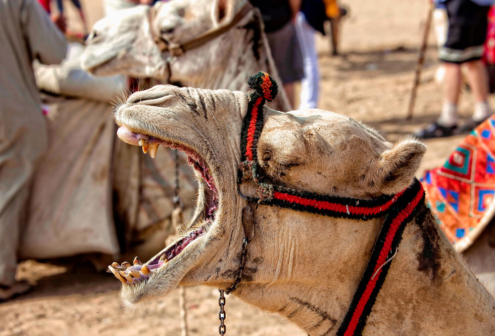 Why Book a Private Marrakech Tour Instead of a Shared Bus?